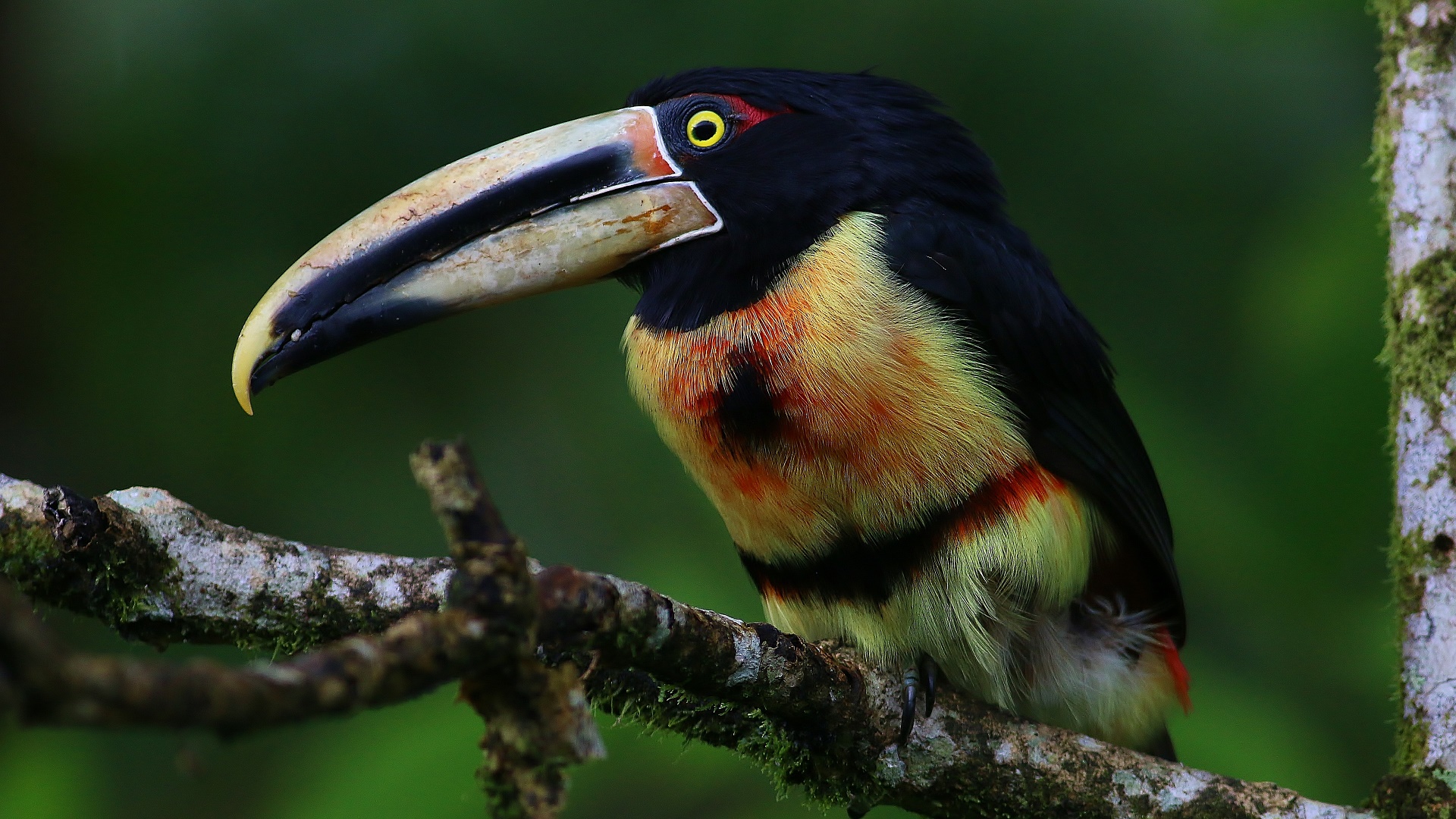 Collared Aracari